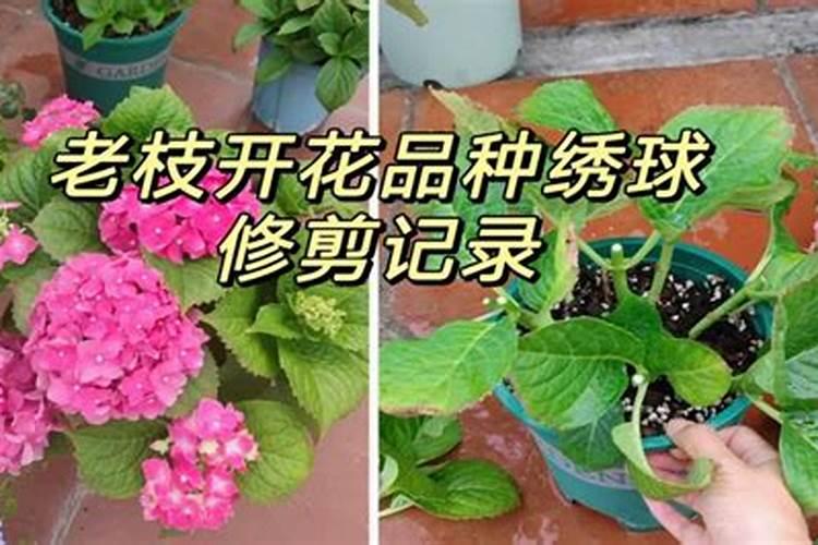 3月份的绣球花怎么养护