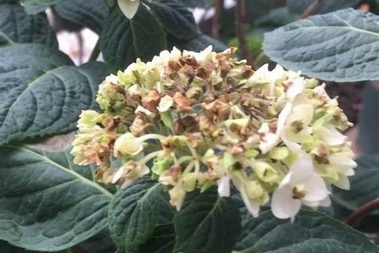 怎样种花？