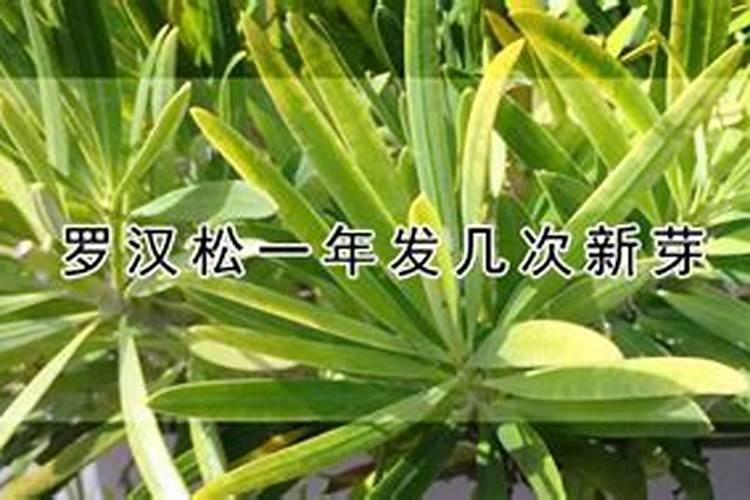 罗汉松多久施一次肥 施肥时间和方法