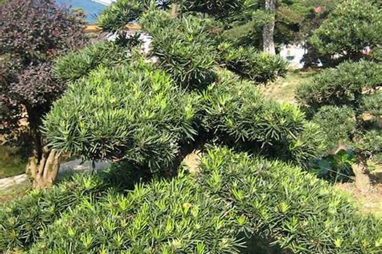 罗汉松盆景什么时候能施肥 罗汉松盆景最佳的施肥时间