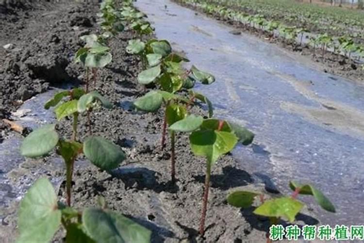 棉花每个生长周期的施肥方案 施肥用一铵还是用二铵