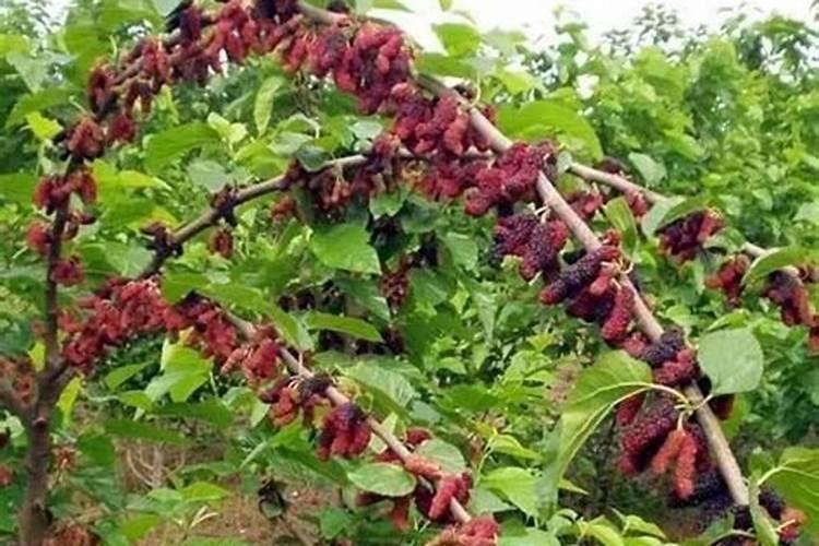 桑树用什么肥料最好