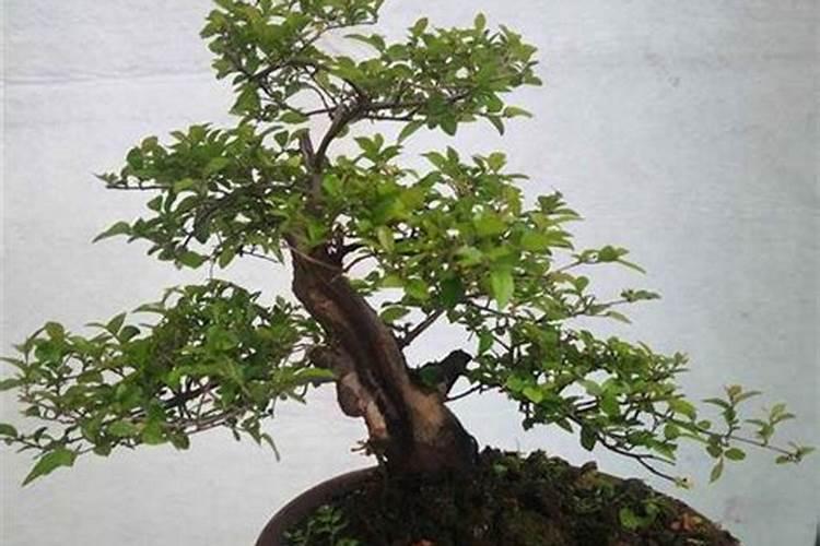 雀梅盆景施什么肥