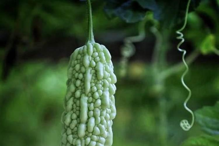 苦瓜施什么肥料最好