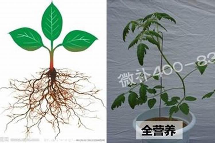 怎样根据番茄需肥特点进行施肥