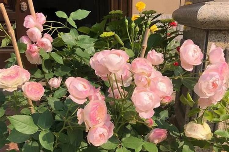 月季花最佳施肥时间是哪时候 月季花什么时候施肥好