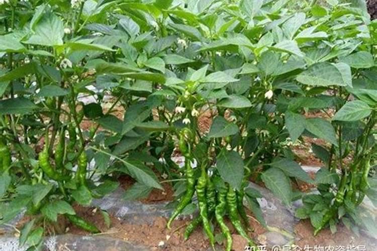 很多人种植辣椒都会多施钾肥,施钾肥有什么作用呢？