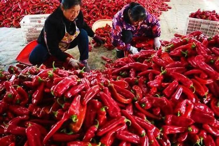 辣椒打啥叶面肥最好