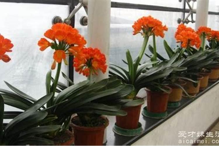 君子兰上什么肥料能开花