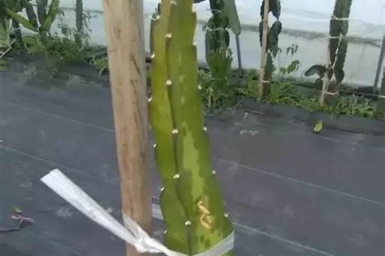 火龙果用什么肥料最好