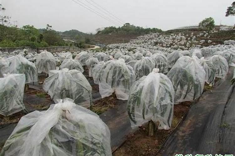 磷酸二氢钾用来根施好还是做叶面肥好？火龙果