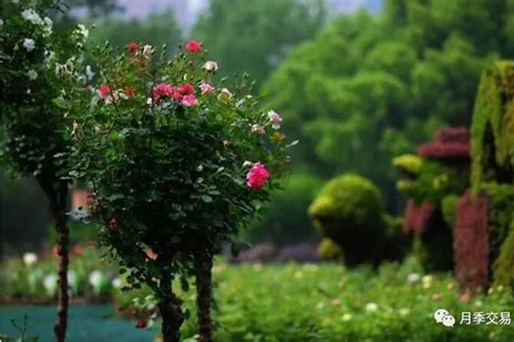 月季花夏季施什么肥好