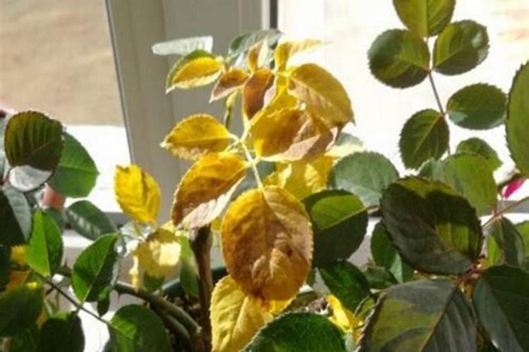 尿素可以浇月季花吗