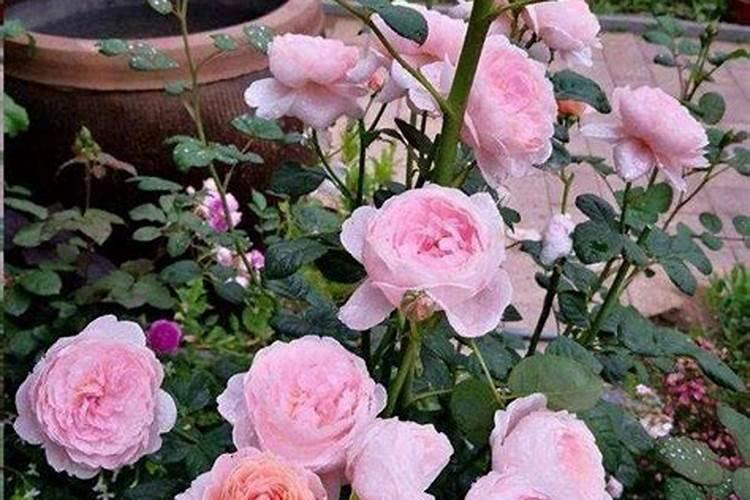 月季花修剪后施什么肥