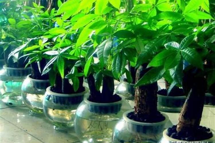 发财树能喷磷酸二氢钾叶面肥吗？