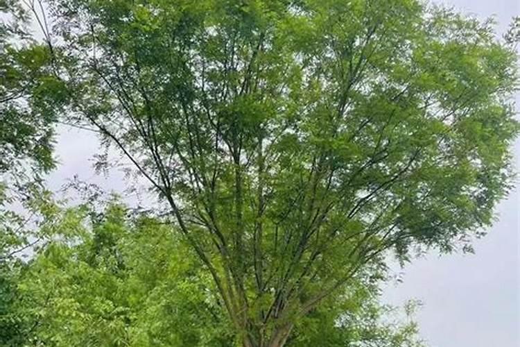 国槐树用什么肥料