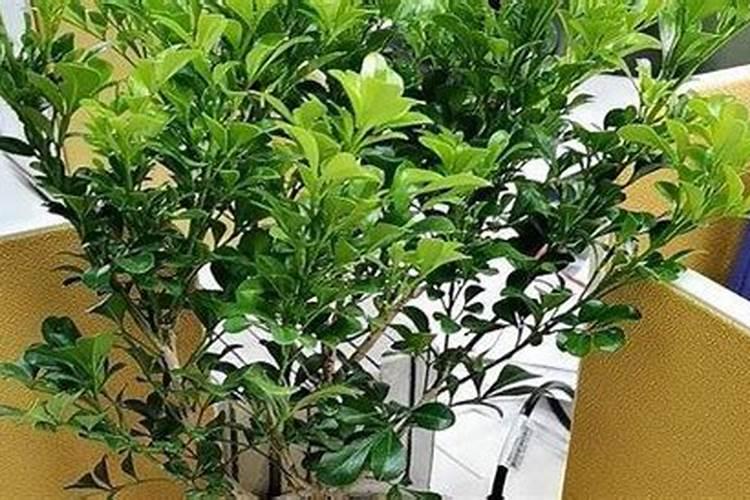 米兰花肥制作与使用方法