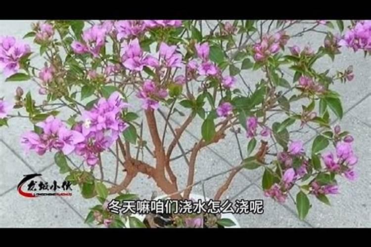春雨期间多久浇一次水