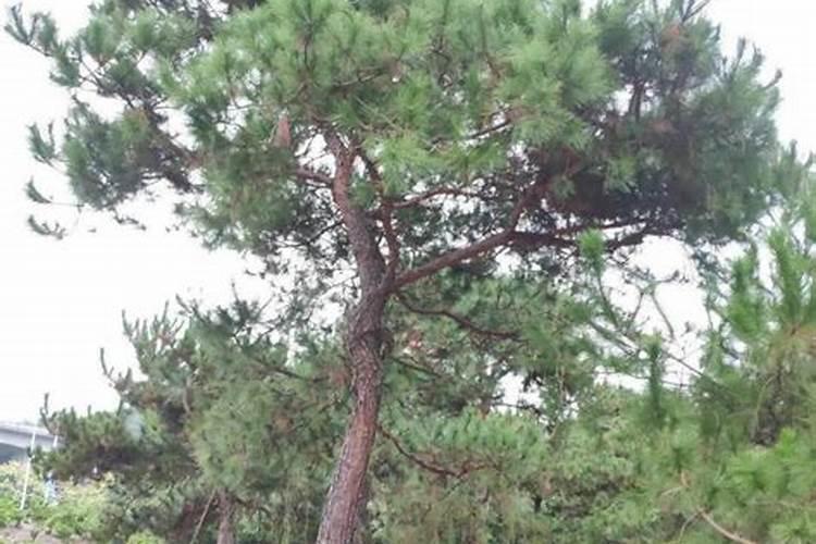 樱桃摘果后施什么化肥