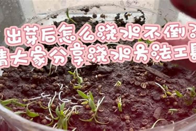 玫瑰盆栽发芽后怎么办