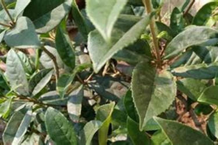 桂花树怎样施肥好？