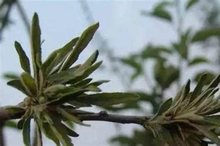 这是苹果树小叶病吗？怎么办,幼果期干打药吗？