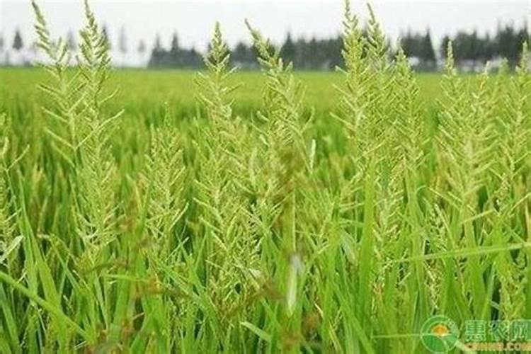 核桃树什么时候施肥 核桃树什么时候施肥,施什么肥最好