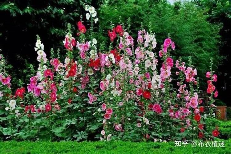 蜀葵怎么施肥