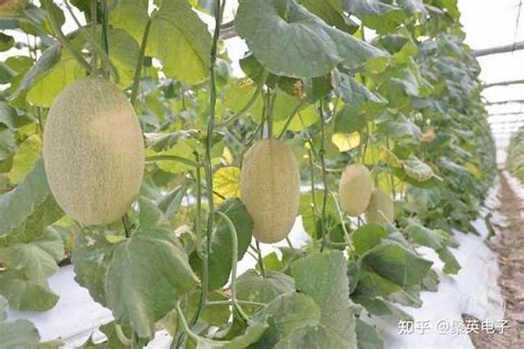 苹果树补钙几月份最好 苹果树补钙时间