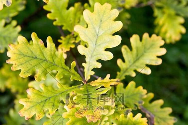 橡树叶当花肥用腐熟吗