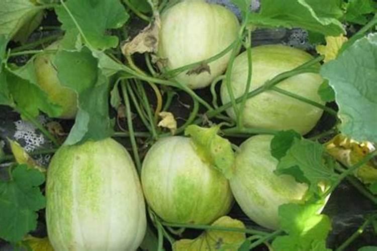 油菜叶面施肥时间及方法花卉百科