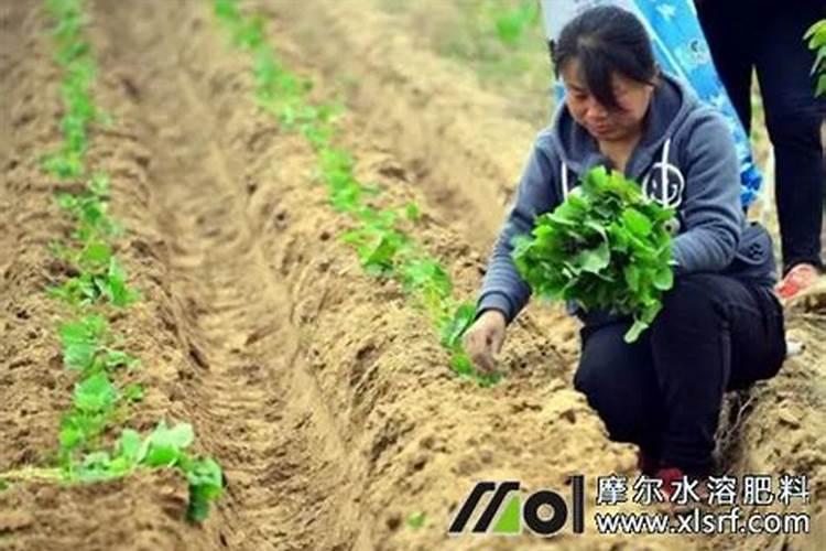 红薯施肥,需要什么讲究