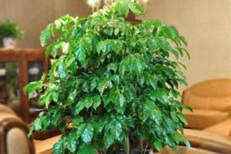 幸福树秋天怎么浇水施肥