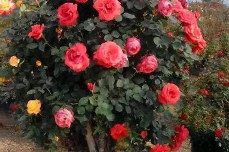 月季花如何正确施肥每月开花？