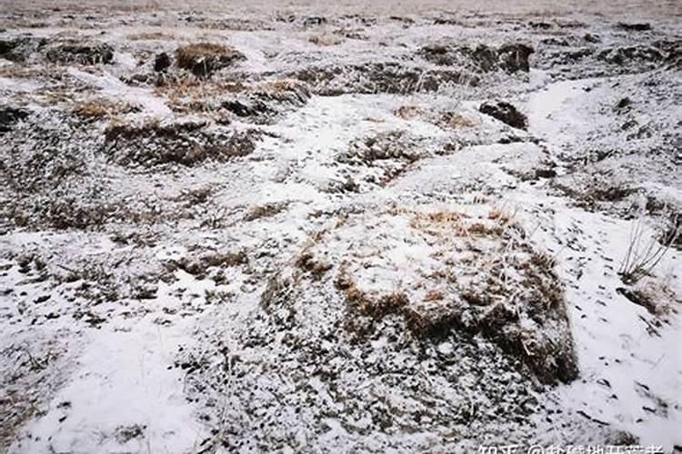 盐碱地土壤的植物喷施什么