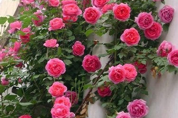 玫瑰花怎么施肥,玫瑰花施氮磷钾肥最为合适