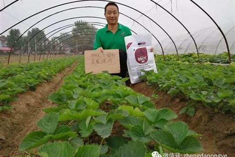 草莓要施什么肥料
