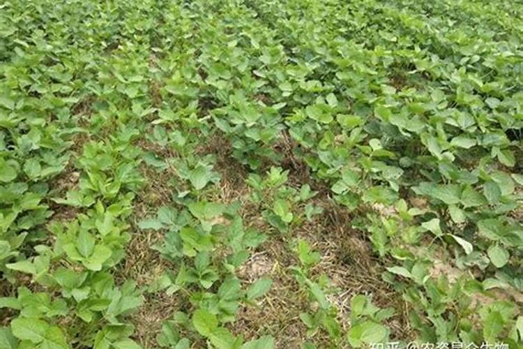 种豆角,农民做到哪几点,豆角摘完一茬又一茬？