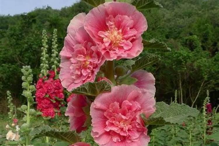 蜀葵花什么时候可以播种(蜀葵的注意事项和种植方法)