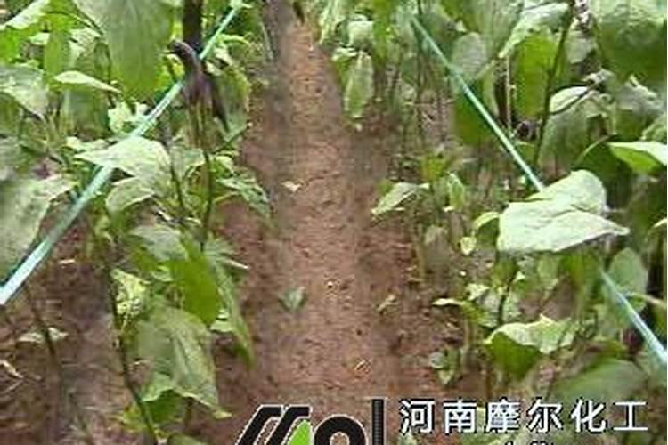 茄子叶片怎么变黄了