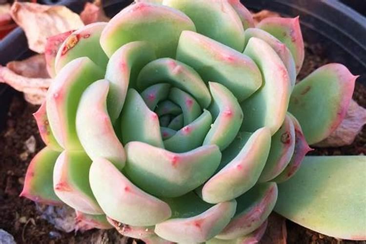 养花者如何选购肥料？