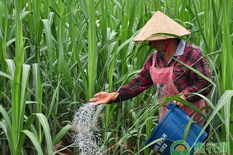 甘蔗施什么肥料最甜 什么时候施肥合适