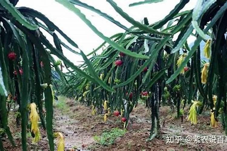 火龙果为什么只长枝条不开花
