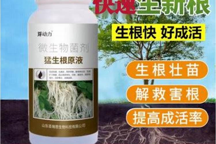 如何自制植物生根剂