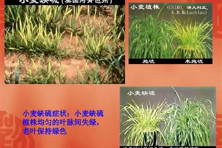 种植作物过度施肥、频繁施肥,都会有哪些危害？
