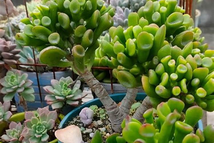 磷酸二氢钾养多肉使用方法