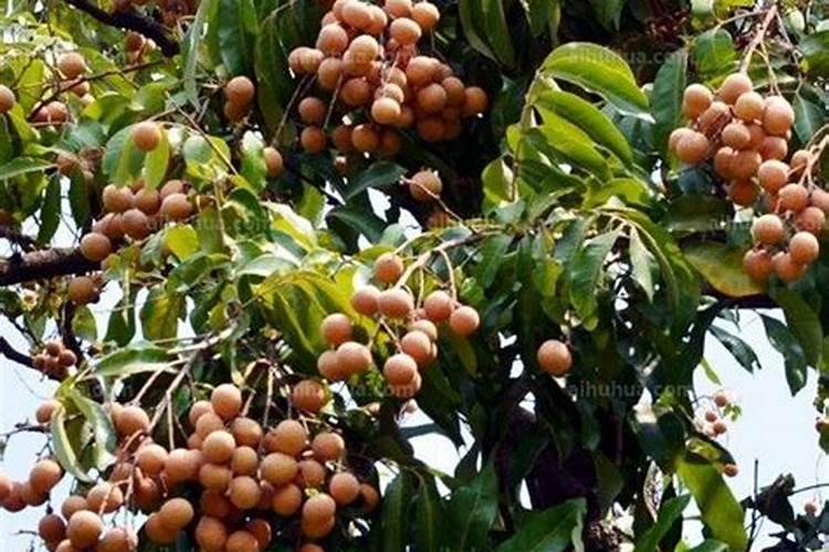 龙眼树应该怎样控梢促花呢？