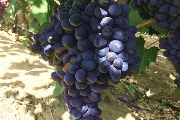 自酿过期葡萄酒可不可以用作叶面肥？