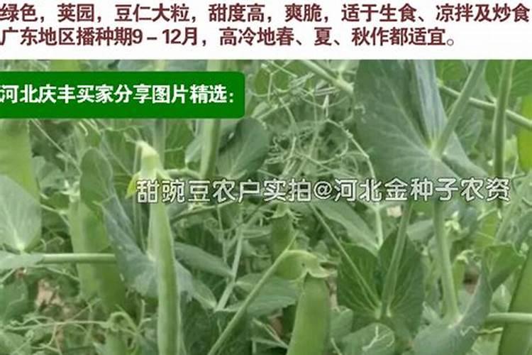 甜豌豆种植时间和方法