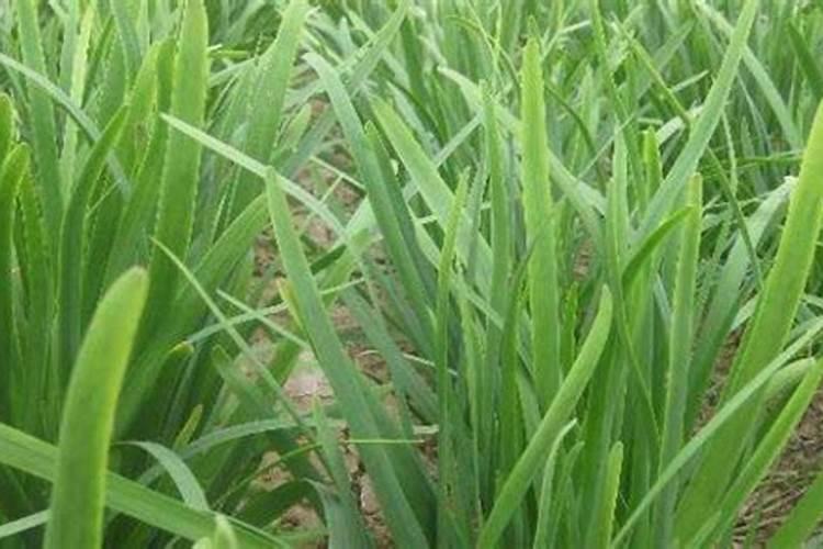 苹果树叶面喷钙、化学除草、叶面喷肥